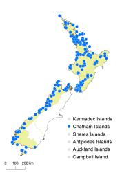 Hymenophyllum nephrophyllum distribution map based on databased records at AK, CHR, OTA and WELT. 
 Image: K. Boardman © Landcare Research 2016 CC BY 3.0 NZ